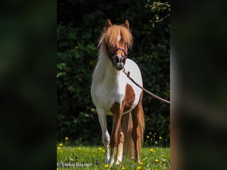 Shetland Ponies Mix Gelding 8 years 10,2 hh Pinto in Rheinstetten