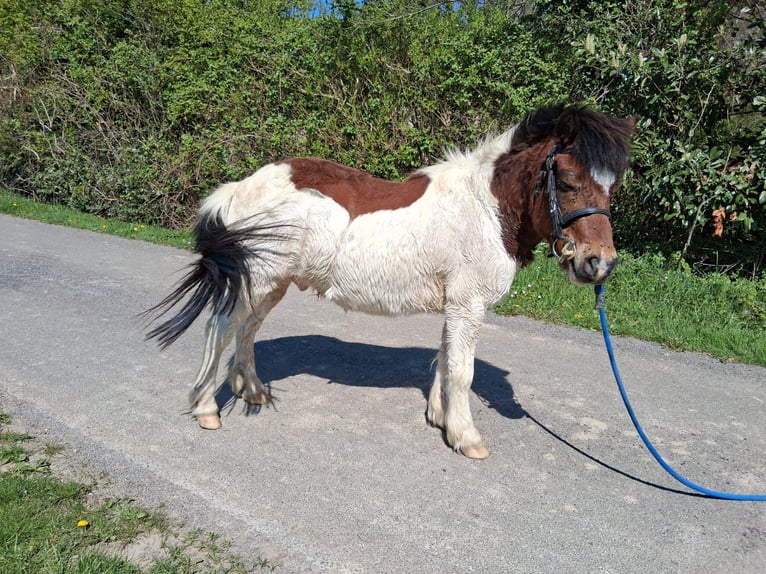 Shetland Ponies Gelding 8 years 10,2 hh Tobiano-all-colors in saint martin en bresse