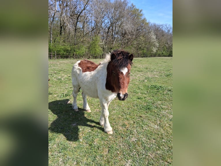 Shetland Ponies Gelding 8 years 10,2 hh Tobiano-all-colors in saint martin en bresse