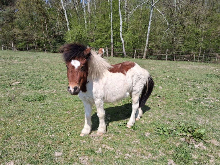 Shetland Ponies Gelding 8 years 10,2 hh Tobiano-all-colors in saint martin en bresse
