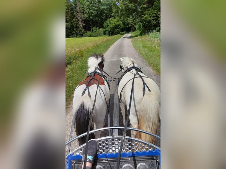 Shetland Ponies Gelding 8 years 10,2 hh Tobiano-all-colors in saint martin en bresse