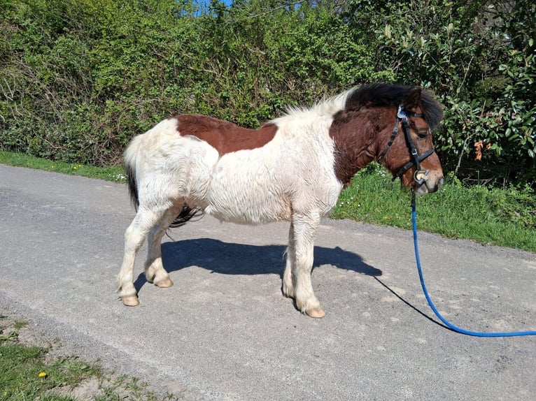 Shetland Ponies Gelding 8 years 10,2 hh Tobiano-all-colors in saint martin en bresse