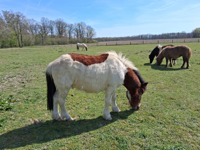 Shetland Ponies Gelding 8 years 10,2 hh Tobiano-all-colors in saint martin en bresse
