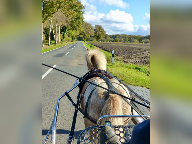 Shetland Ponies Gelding 8 years 11 hh Leopard-Piebald in Halle