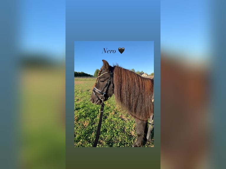 Shetland Ponies Gelding 8 years 11,1 hh Black in Paulshof