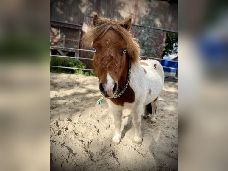 Shetland Ponies Gelding 8 years 8,1 hh Pinto in Edewecht