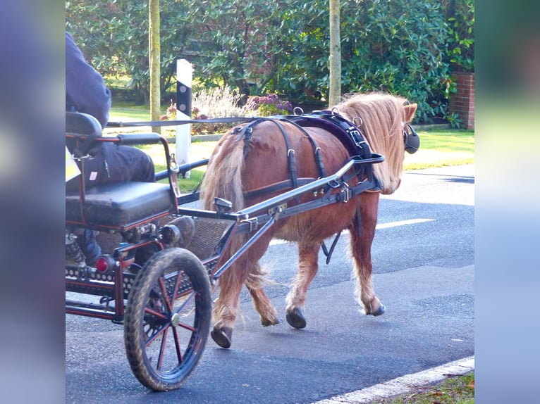 Shetland Ponies Gelding 8 years 9,1 hh Chestnut-Red in Halle