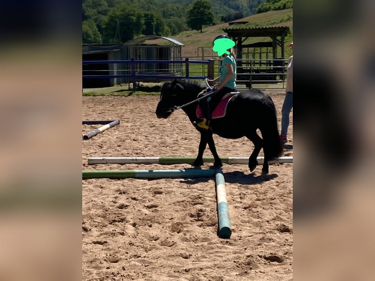 Shetland Ponies Gelding 8 years 9,2 hh Bay-Dark in Nümbrecht