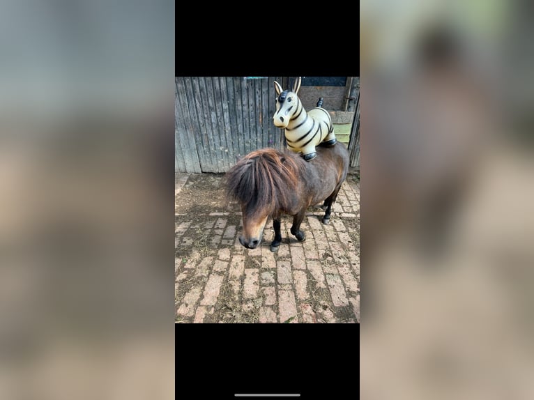 Shetland Ponies Gelding 8 years 9,2 hh Bay-Dark in Nümbrecht