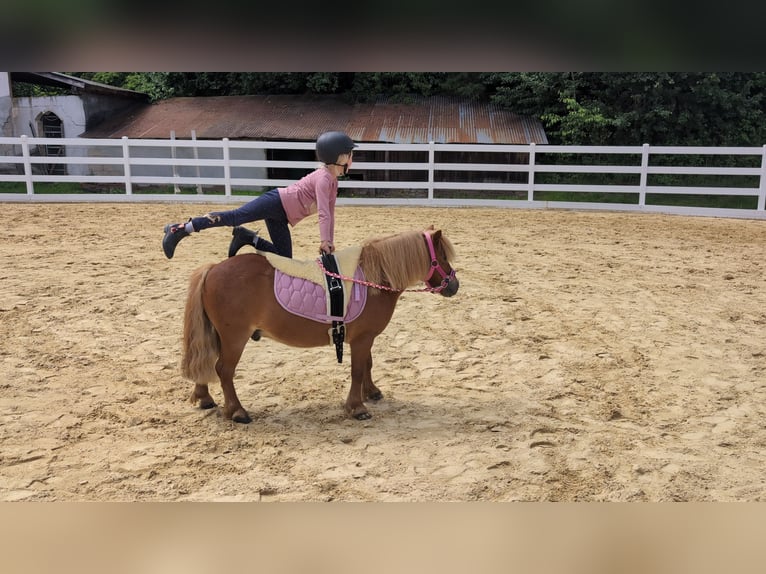 Shetland Ponies Gelding 8 years 9.2 hh Chestnut-Red in Morsbach