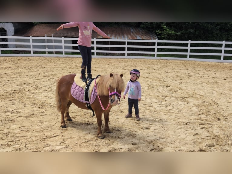 Shetland Ponies Gelding 8 years 9.2 hh Chestnut-Red in Morsbach