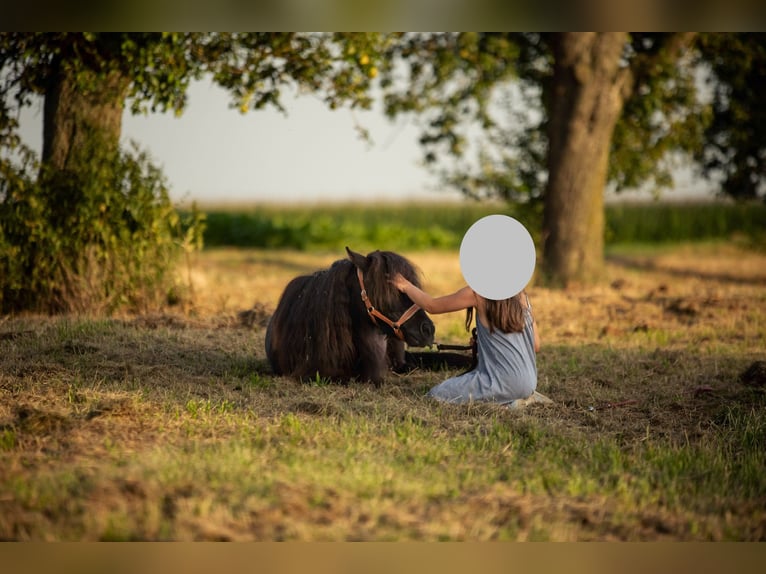 Shetland Ponies Gelding 8 years 9 hh Black in Ochsenfurt