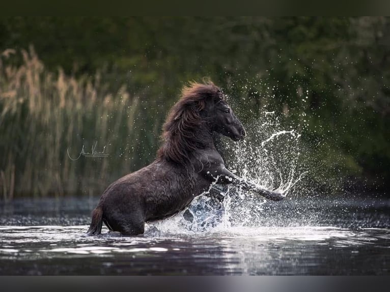 Shetland Ponies Gelding 8 years 9 hh Black in Ochsenfurt