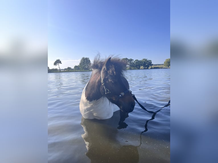 Shetland Ponies Gelding 8 years 9 hh Pinto in Flachslanden