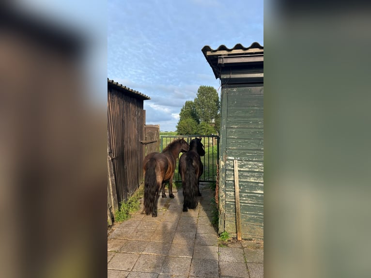 Shetland Ponies Gelding 9 years 10,1 hh Black in Hazerswoude Rijndijk