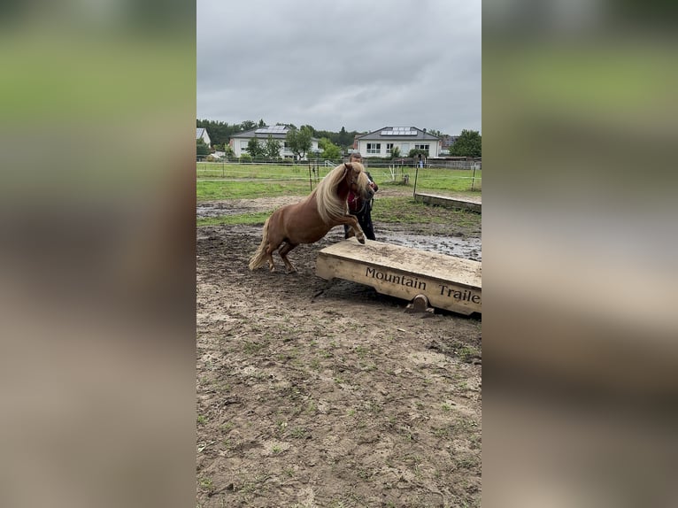 Shetland Ponies Gelding 9 years 10.1 hh Black in Osnabrück