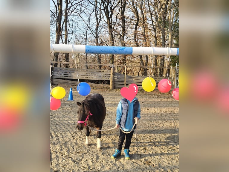 Shetland Ponies Gelding 9 years 10.1 hh Sorrel in Argenbühl