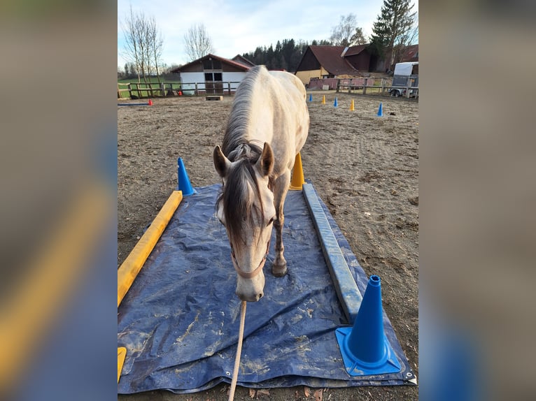 Shetland Ponies Gelding 9 years 10.1 hh Sorrel in Argenbühl