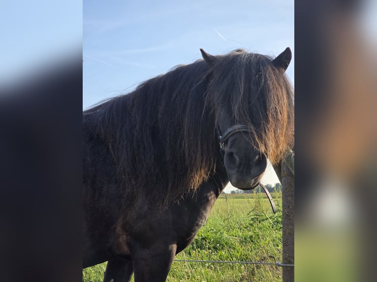 Shetland Ponies Gelding 9 years 10.2 hh Black in Dornum Nessmersiel