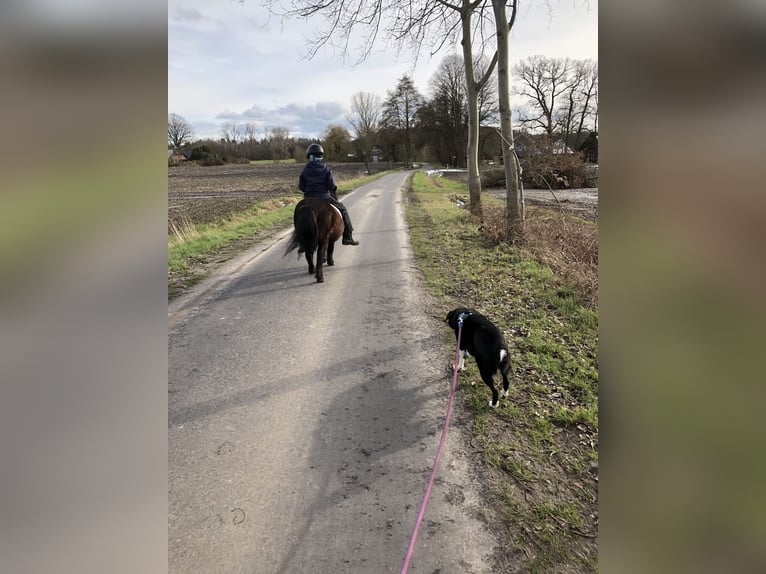 Shetland Ponies Gelding 9 years 10 hh Bay-Dark in Hude (Oldenburg)