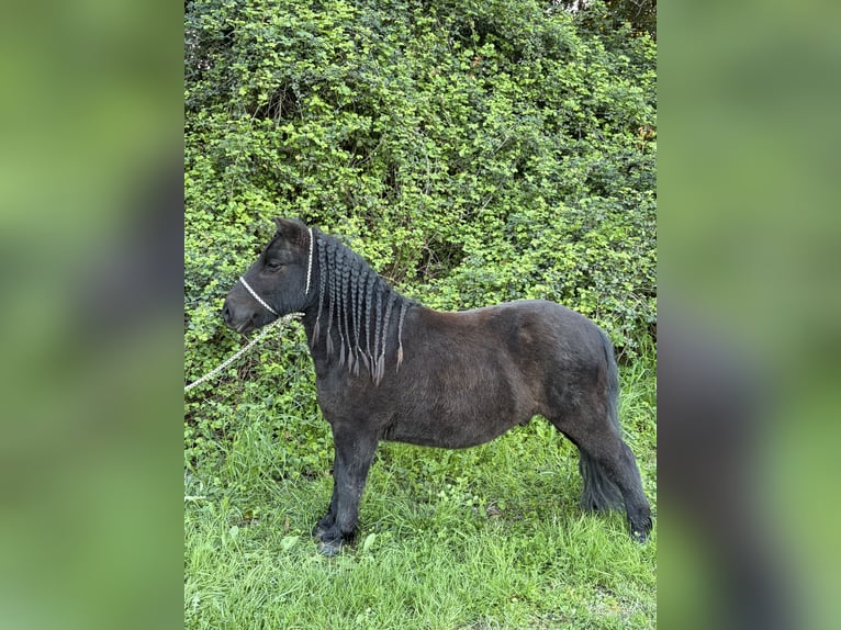 Shetland Ponies Gelding 9 years 10 hh Black in Saint-Martin-de-Crau