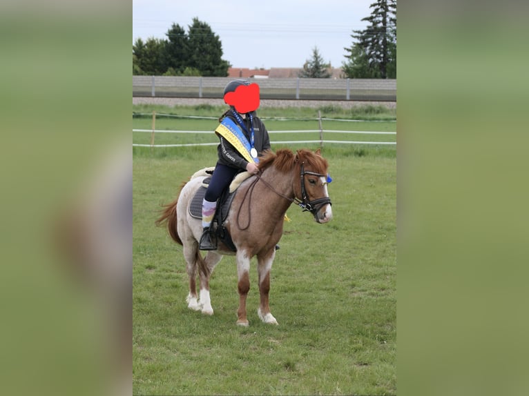 Shetland Ponies Gelding 9 years 11,1 hh Roan-Red in Breitenfurt bei Wien