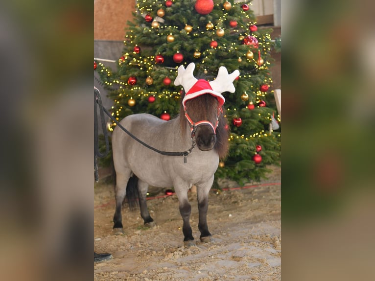 Shetland Ponies Gelding 9 years 8.1 hh Roan-Blue in Geilenkirchen