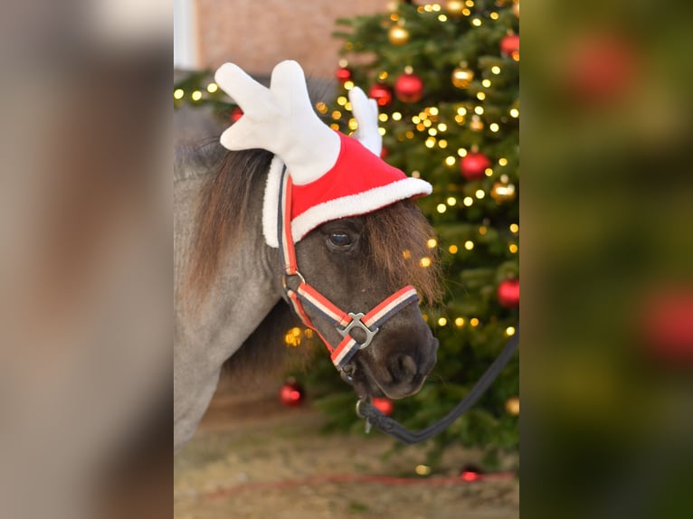 Shetland Ponies Gelding 9 years 8,1 hh Roan-Blue in Geilenkirchen