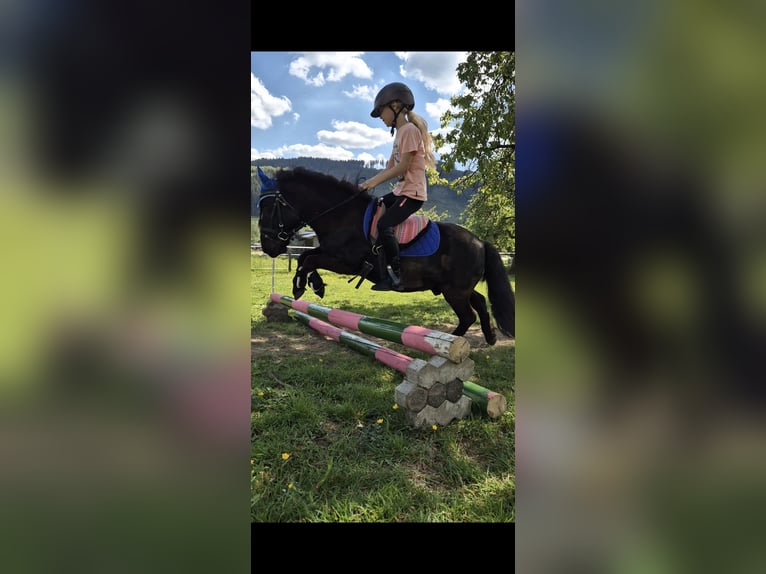 Shetland Ponies Gelding 9 years 9,2 hh Black in Eslohe