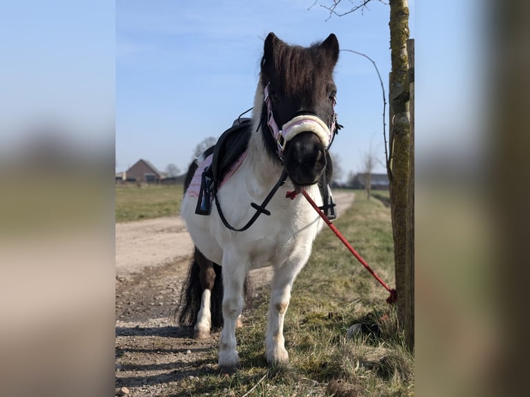 Shetland Ponies Gelding 9 years 9.2 hh Pinto in Essen