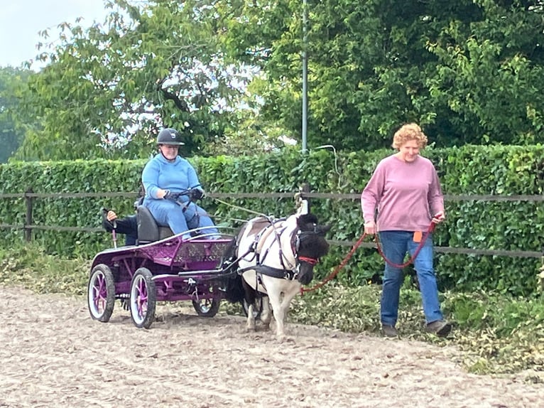 Shetland Ponies Gelding 9 years 9.2 hh Pinto in Essen