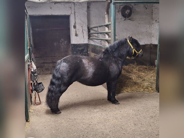 Shetland Ponies Mare 10 years 10 hh Black in Iserlohn