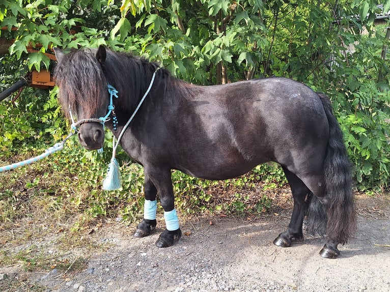 Shetland Ponies Mare 10 years 10 hh Black in Iserlohn