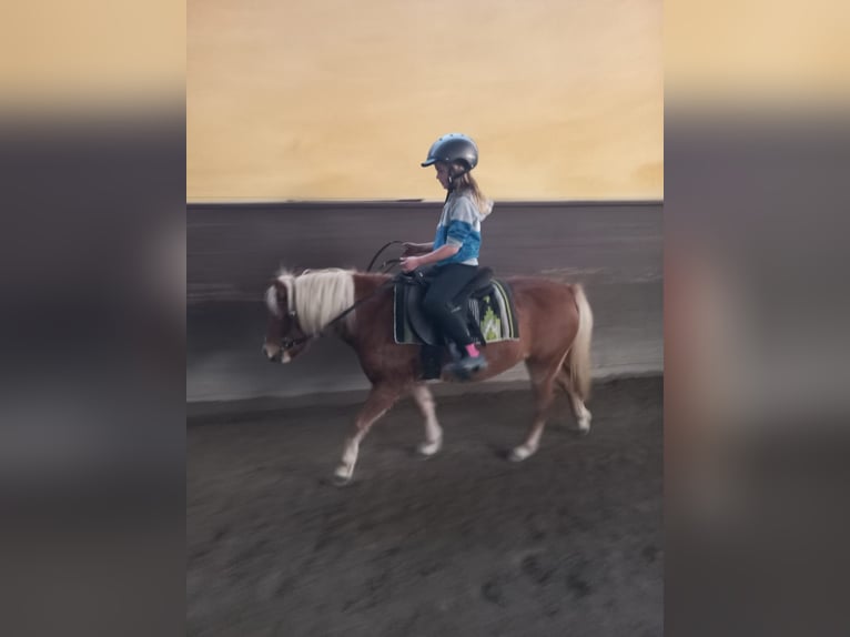 Shetland Ponies Mare 10 years 10,1 hh Chestnut-Red in Erpfendorf