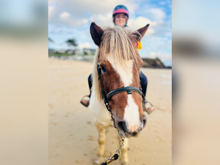 Shetland Ponies Mare 10 years 10,2 hh in Plougonvelin