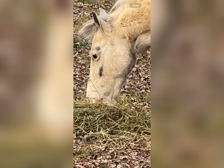 Shetland Ponies Mare 10 years 14 hh Gray in Fort worth Texas