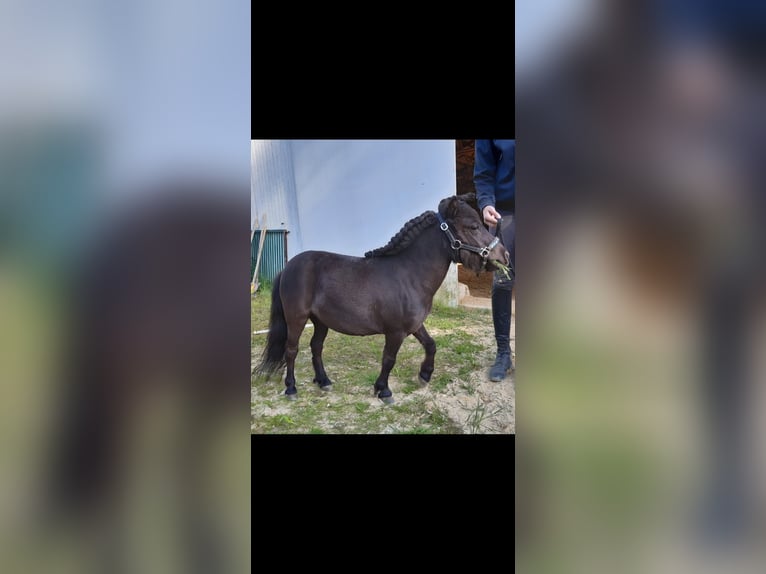 Shetland Ponies Mare 10 years 7,1 hh Black in Trochtelfingen
