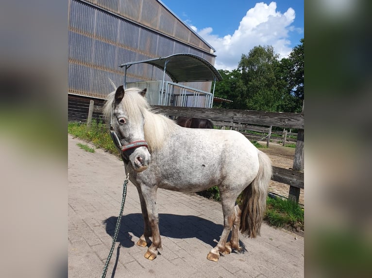 Shetland Ponies Mare 10 years 8,3 hh Leopard-Piebald in Paderborn
