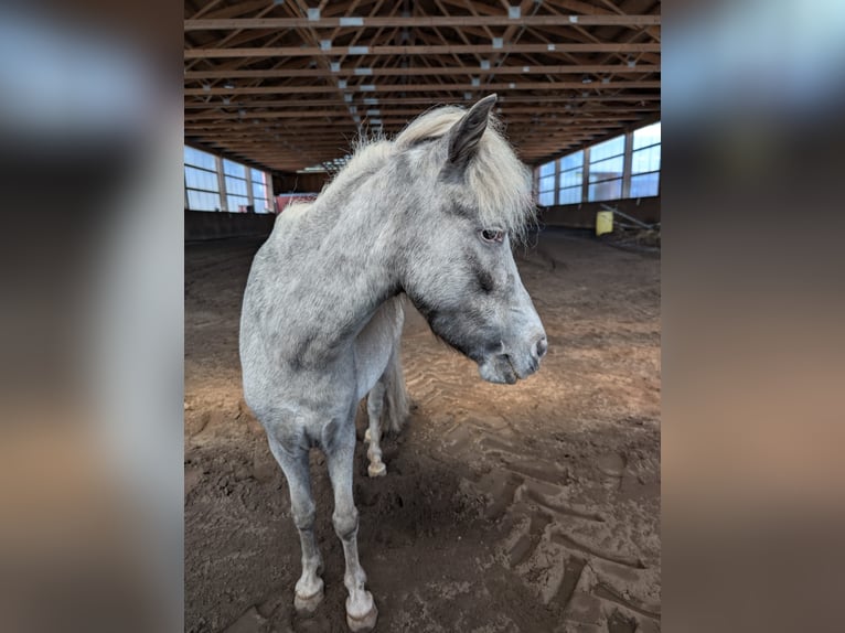 Shetland Ponies Mare 10 years 8,3 hh Leopard-Piebald in Paderborn