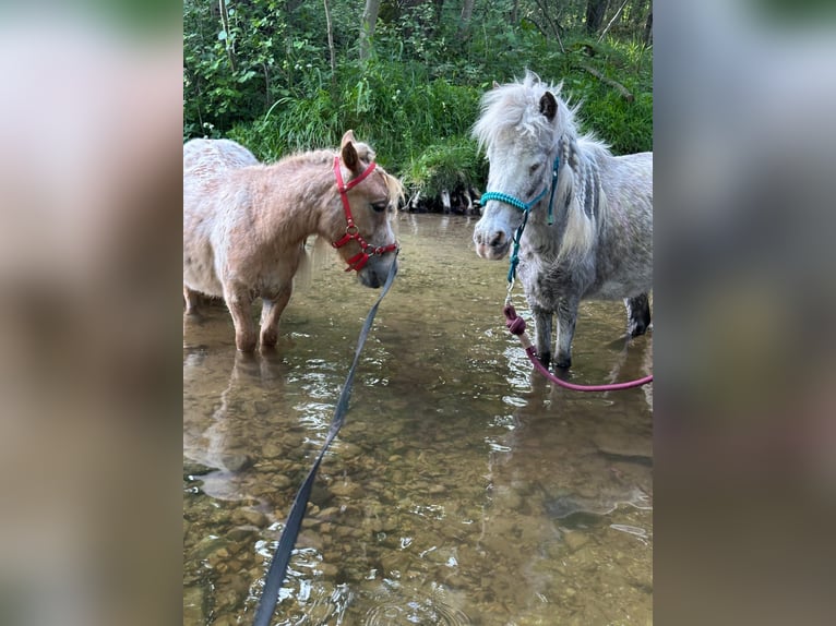 Shetland Ponies Mare 10 years 8,3 hh Leopard-Piebald in Paderborn