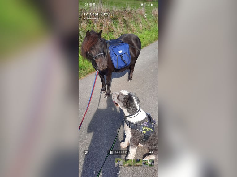 Shetland Ponies Mare 10 years 9,3 hh Bay-Dark in Selters (Taunus)