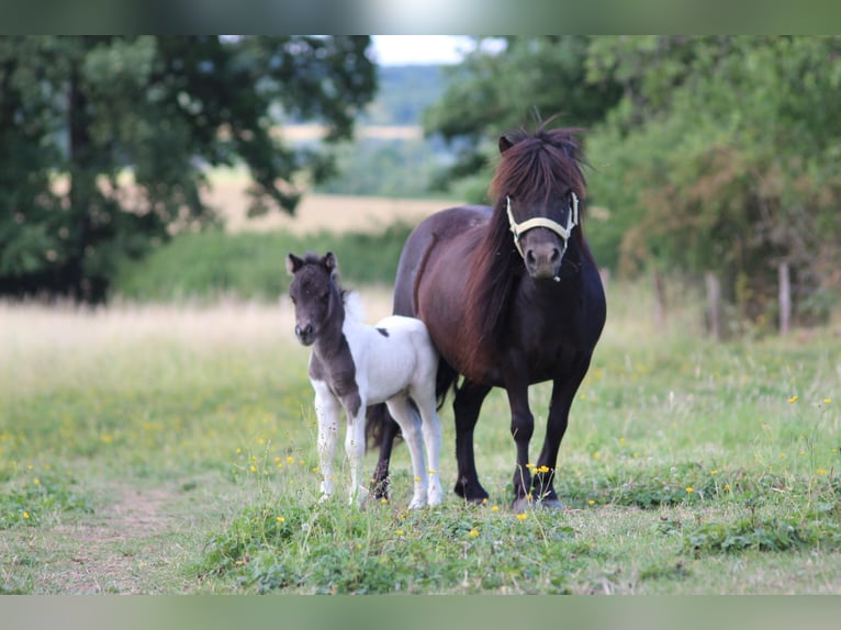 Shetland Ponies Mare 10 years 9,1 hh Black in Saint-Fran&#xE7;ois-Lacroix