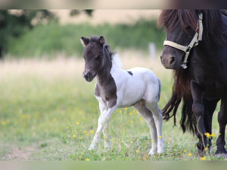 Shetland Ponies Mare 10 years 9,1 hh Black in Saint-Fran&#xE7;ois-Lacroix