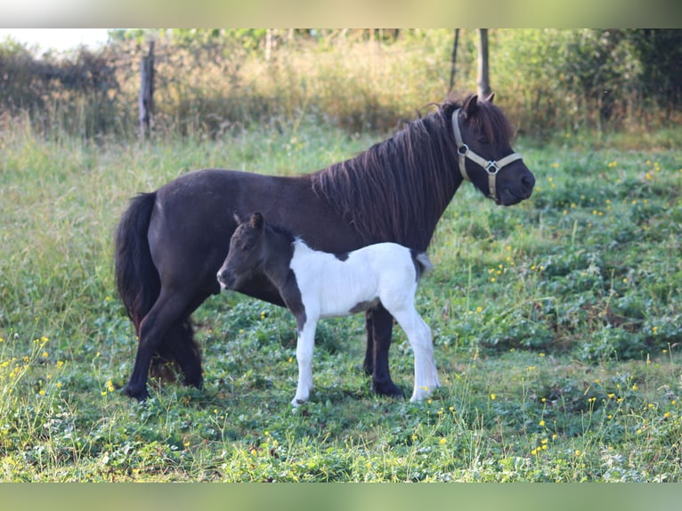 Shetland Ponies Mare 10 years 9,1 hh Black in Saint-Fran&#xE7;ois-Lacroix