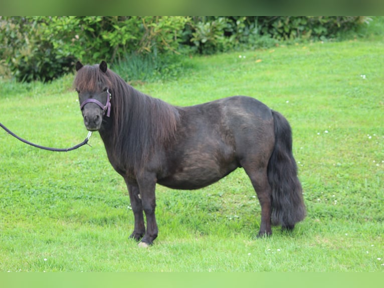 Shetland Ponies Mare 10 years 9,1 hh Black in Saint-Fran&#xE7;ois-Lacroix