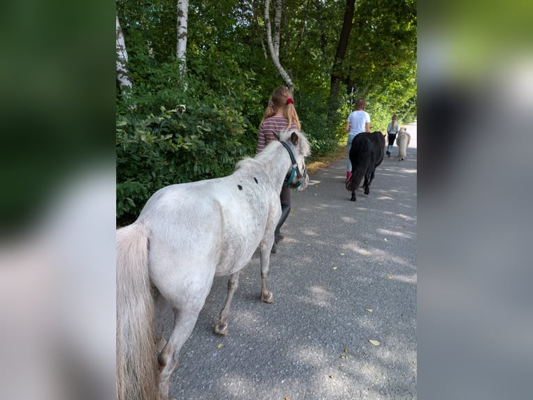 Shetland Ponies Mare 10 years 9,1 hh Leopard-Piebald in Paderborn