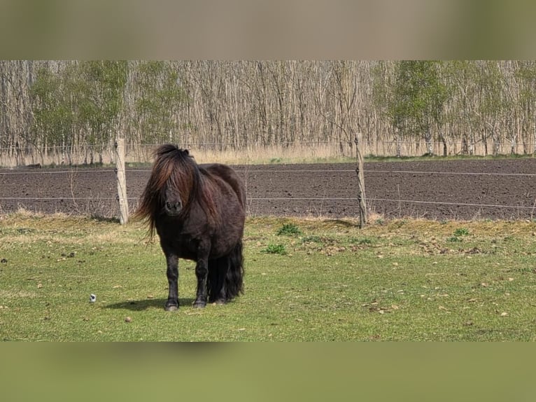 Shetland Ponies Mare 10 years Black in Eesergroen