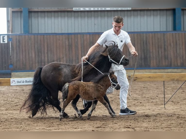 Shetland Ponies Mare 10 years Black in Eesergroen