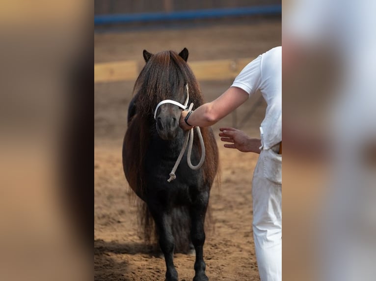 Shetland Ponies Mare 10 years Black in Eesergroen