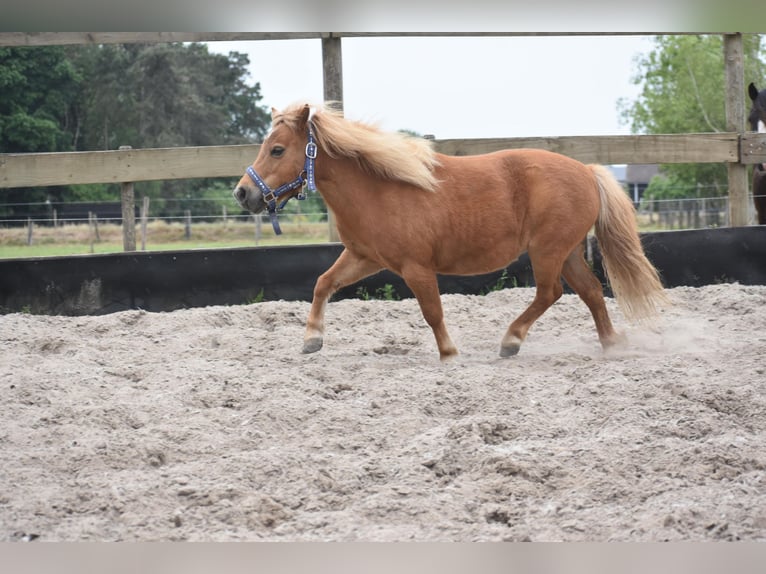 Shetland Ponies Mare 10 years Chestnut-Red in Achtmaal